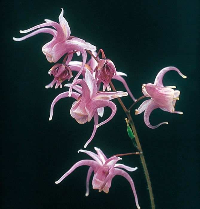 トキワイカリソウ　7.5cmﾎﾟｯﾄ