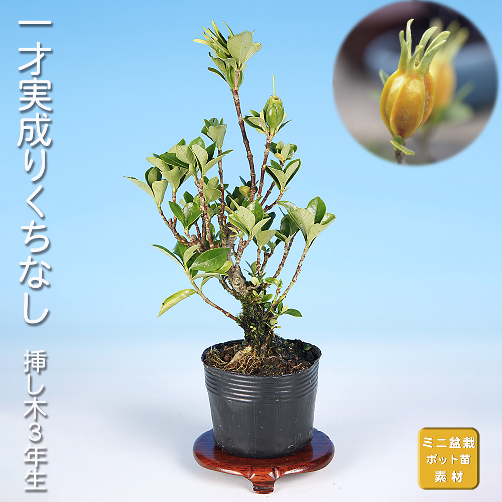 一才実成りくちなし