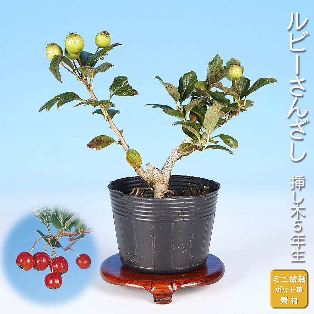 ルビーさんざし