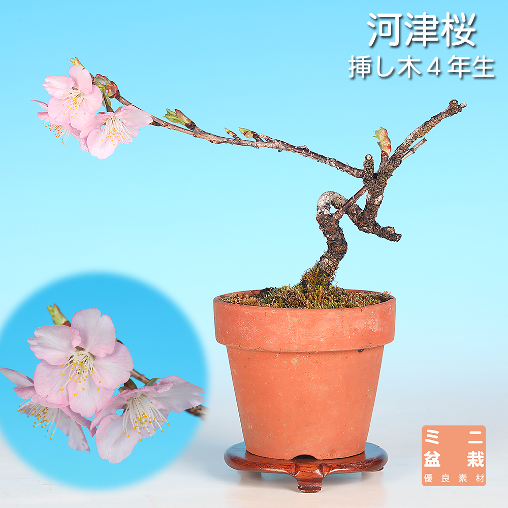 河津桜