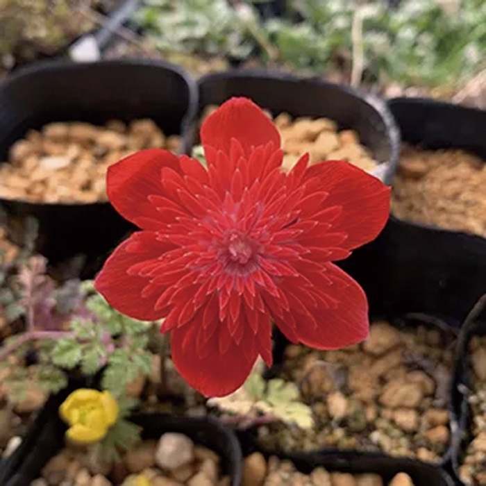 ボタンイチゲ（アネモネ・コロナリア）