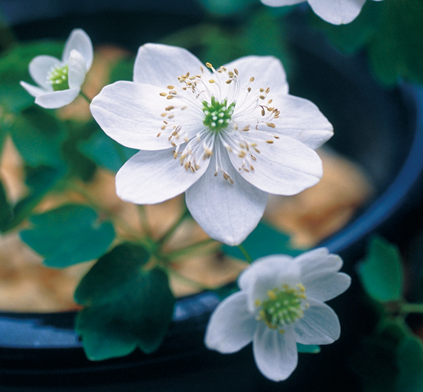 白花バイカカラマツ