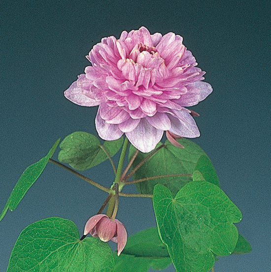 濃色八重咲バイカカラマツ