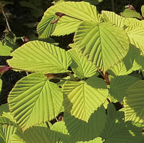 黄金トサミズキ「ゴールデンスプリング」