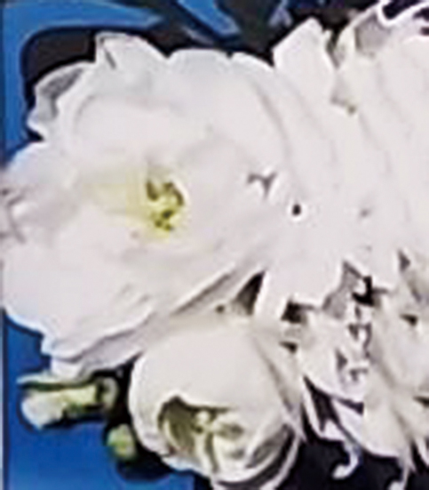 ボケ「銀長寿」