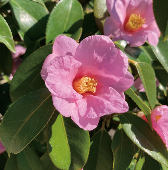 ツバキ「太郎冠者」