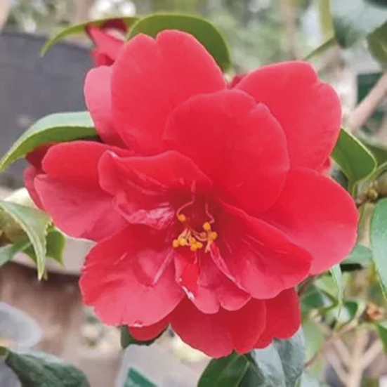 ツバキ「紅月」