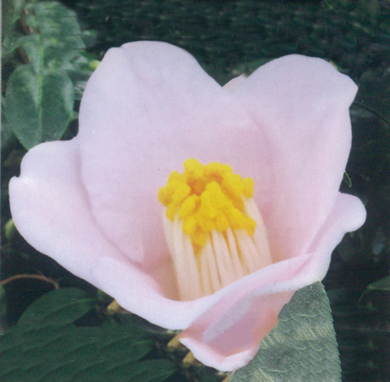 ツバキ「無音の雪」