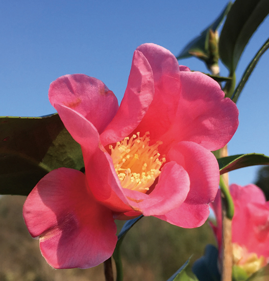 ツバキ「紅侘介」