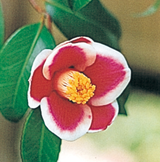 ツバキ「玉之浦」