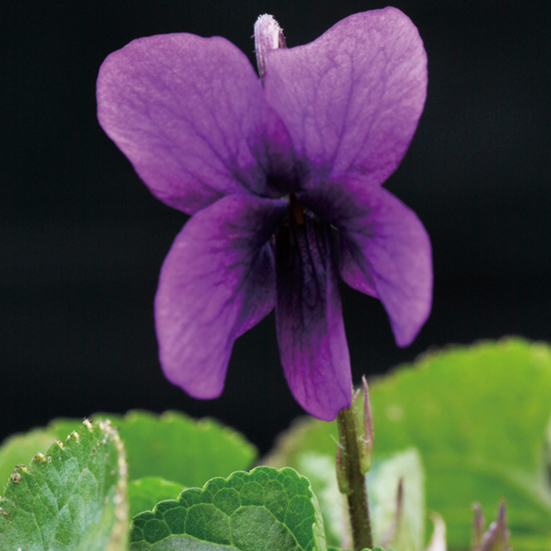 ニオイスミレ「バロネス・デ・ロスチャイルド」