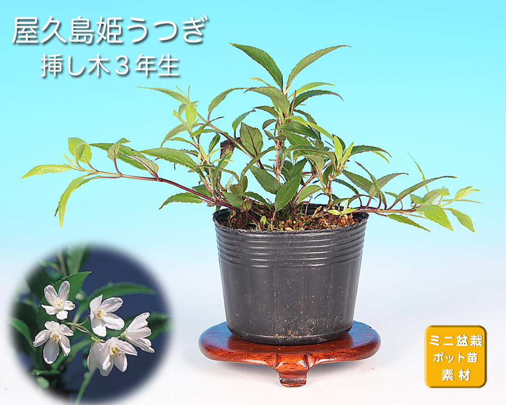 屋久島姫うつぎ