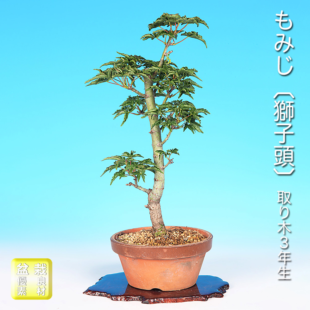 もみじ〔獅子頭〕