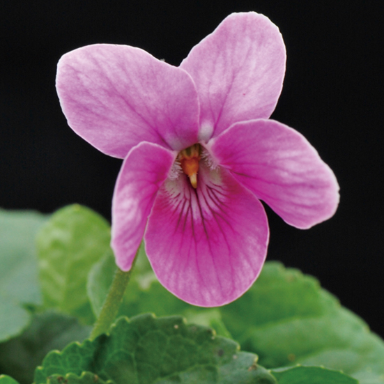 ニオイスミレ「チャールズ・ウィリアムグローブス」