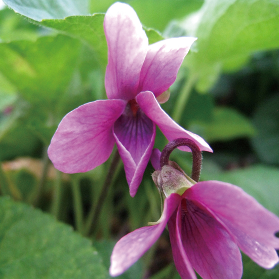 ニオイスミレ「アリス」