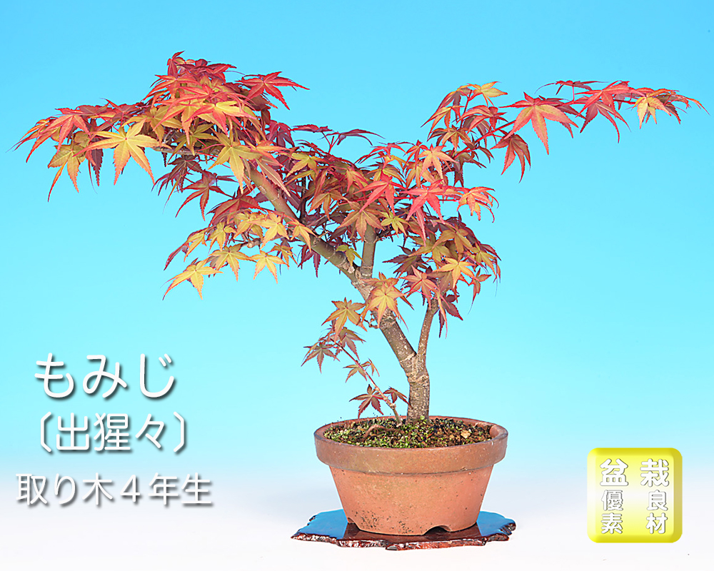 もみじ〔出猩々〕