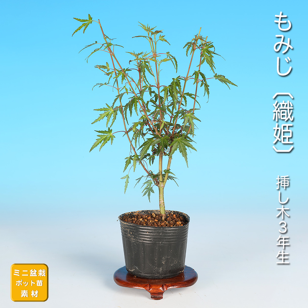 もみじ〔織姫〕