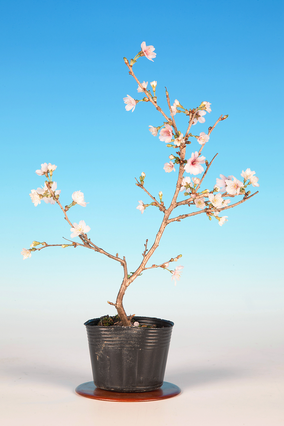 富士桜〔喜多の花〕