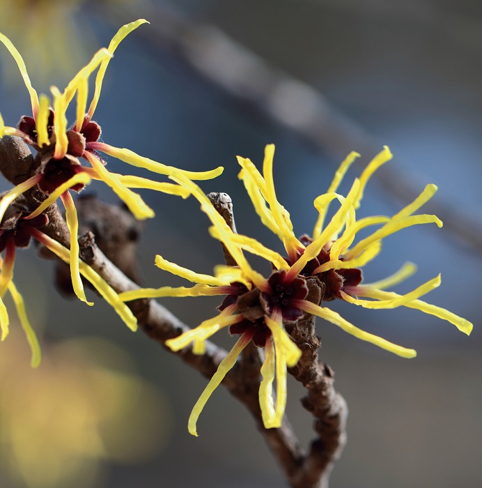 マンサク　7.5cmﾎﾟｯﾄ