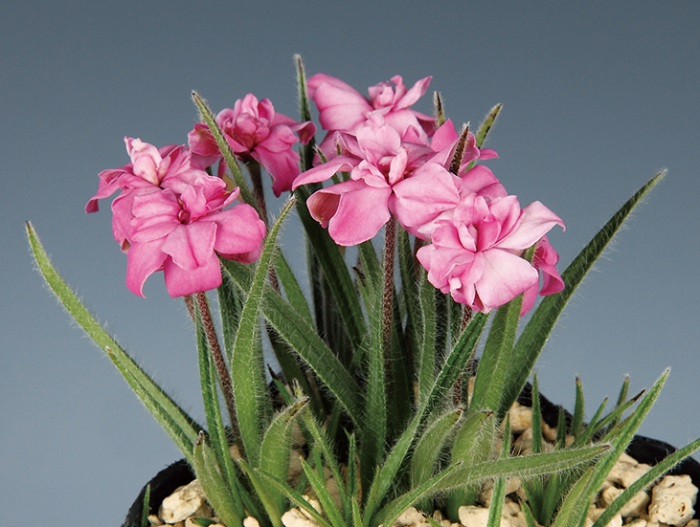 アッツザクラ八重咲　7.5cmﾎﾟｯﾄ