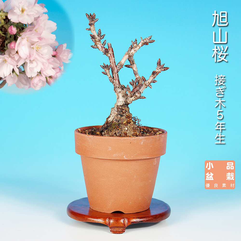 旭山桜