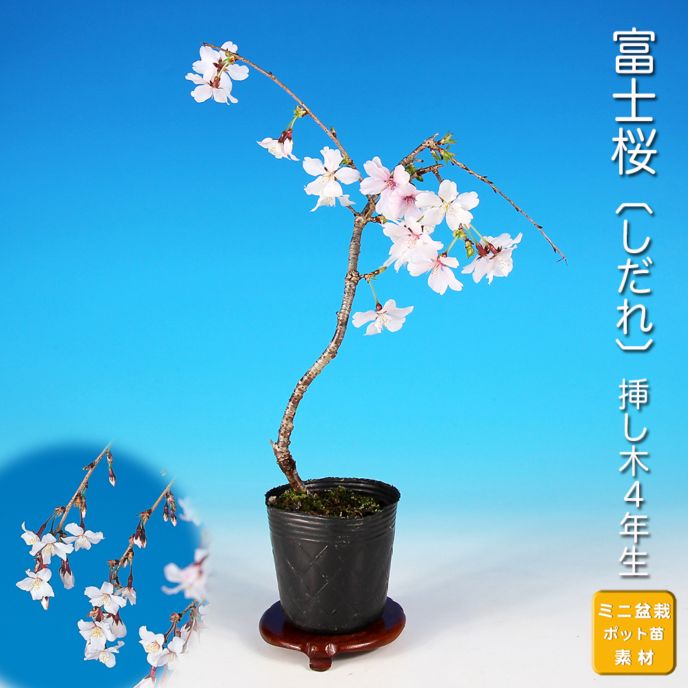 富士桜〔しだれ〕