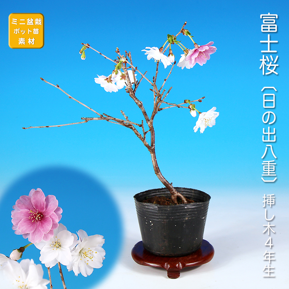 富士桜〔日の出八重〕