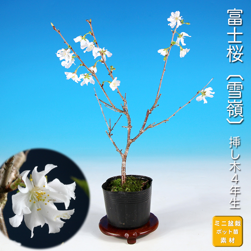 富士桜〔雪嶺〕