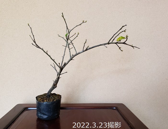 常盤柿（雄木）