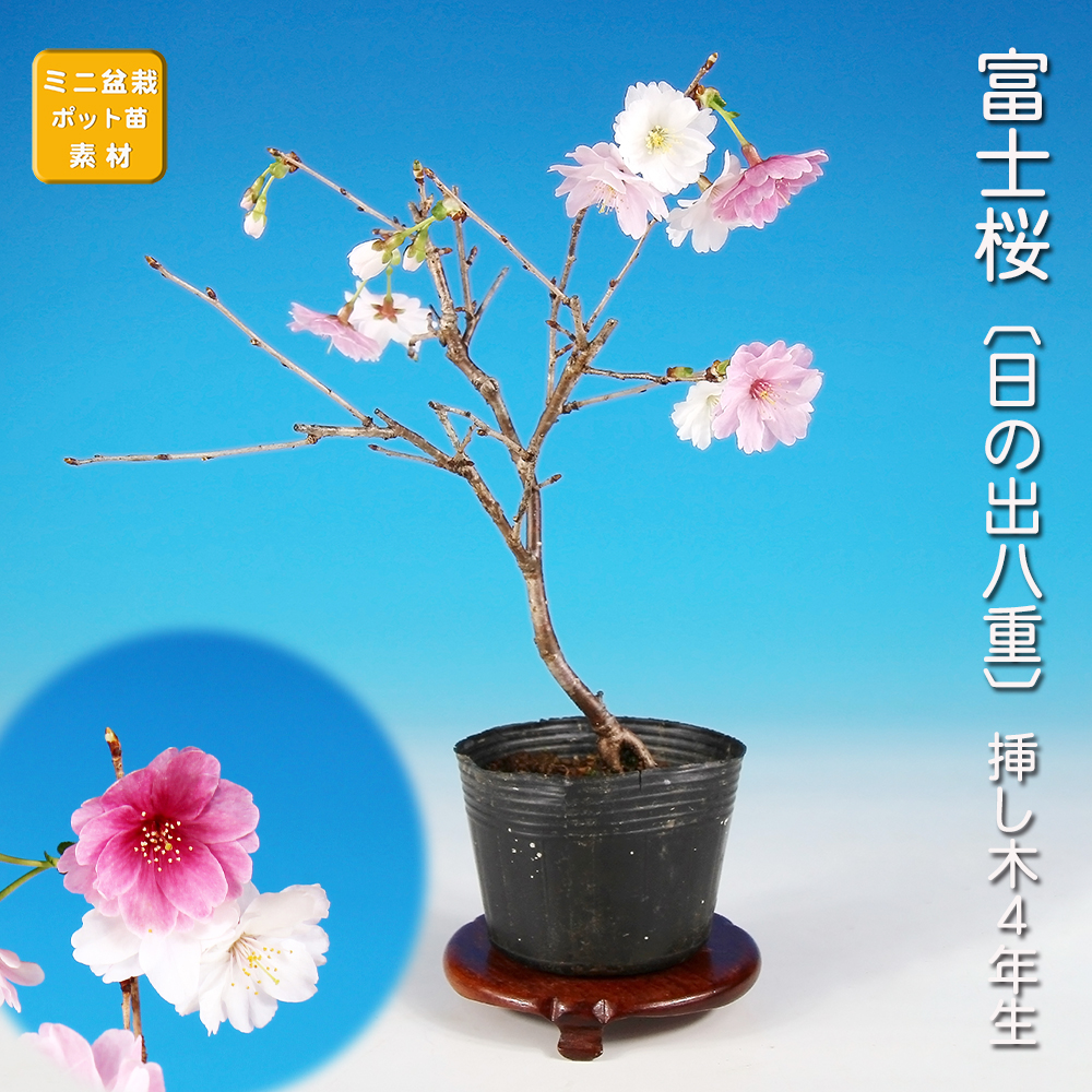 富士桜〔日の出八重〕