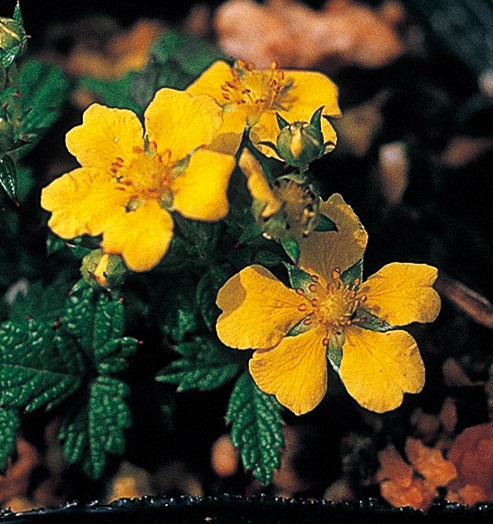 ヤクシマイワキンバイ　7.5cmﾎﾟｯﾄ