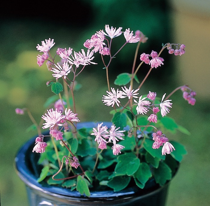 ツクシカラマツ　7.5cmﾎﾟｯﾄ