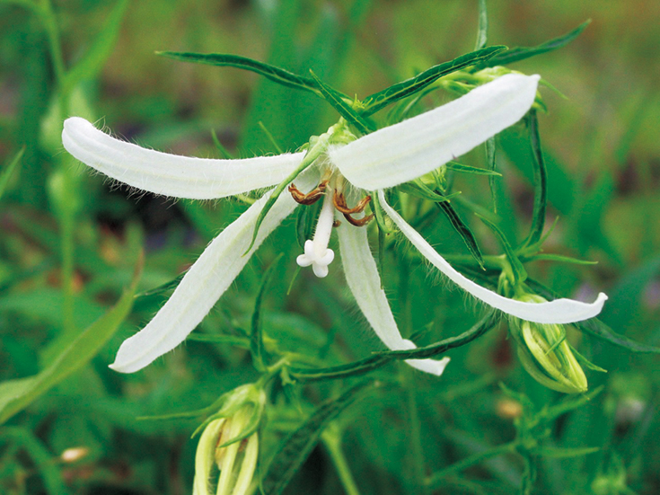 白糸ホタルブクロ　9cmﾎﾟｯﾄ