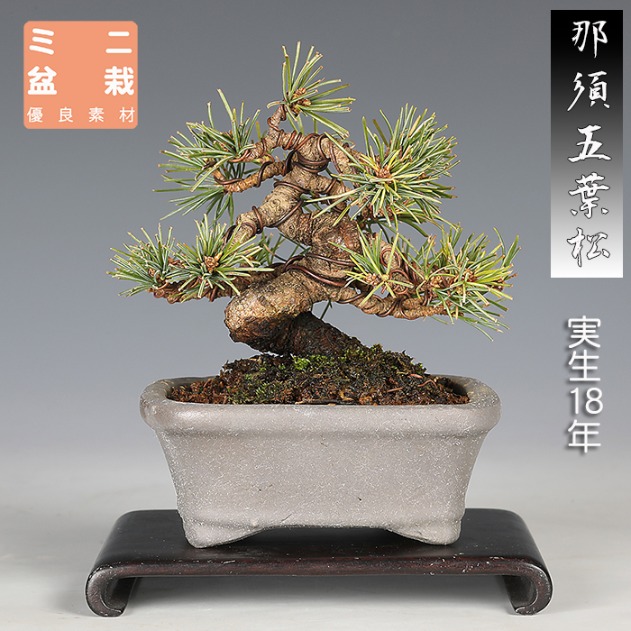 那須五葉松