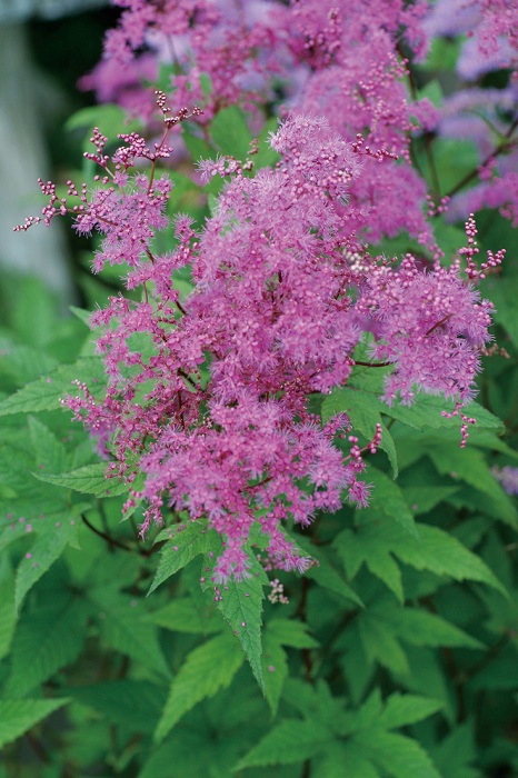 コシジシモツケソウ　9cmﾎﾟｯﾄ