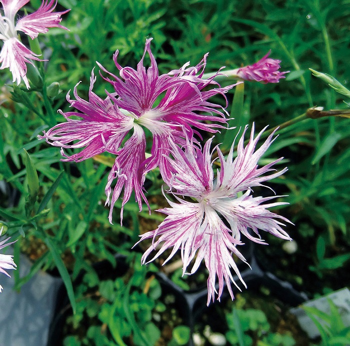 絞り咲カワラナデシコ　9cmﾎﾟｯﾄ