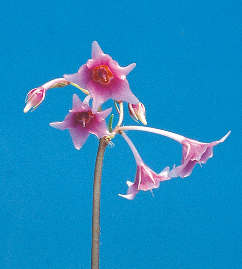 赤花ヒメイワタバコ　7.5cmﾎﾟｯﾄ