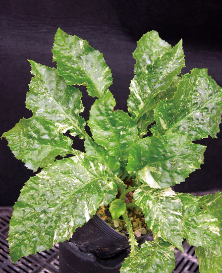 斑入ヒメイワタバコ　7.5cmﾎﾟｯﾄ