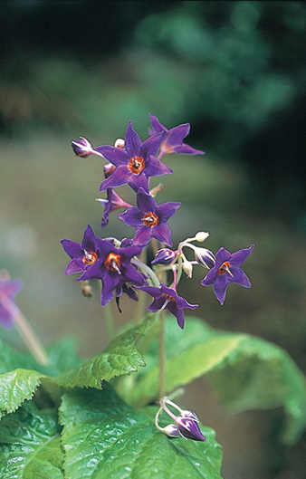 濃色イワタバコ　9cmﾎﾟｯﾄ
