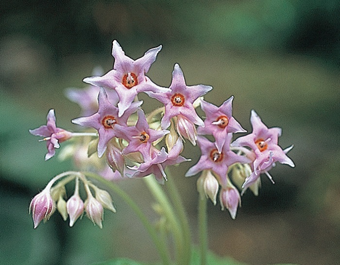 桃色イワタバコ　9cmﾎﾟｯﾄ