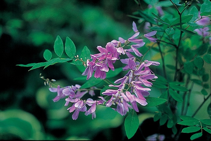 ニワフジ　9cmﾎﾟｯﾄ