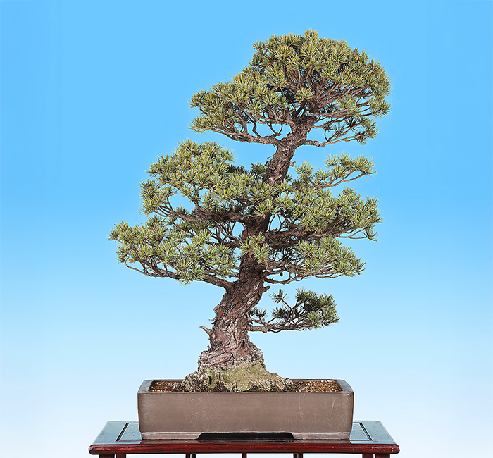 五葉松