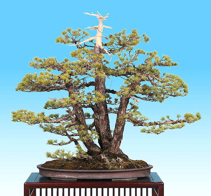 五葉松