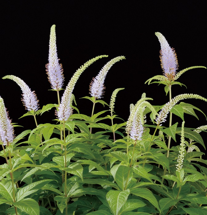 クガイソウ　9cmﾎﾟｯﾄ