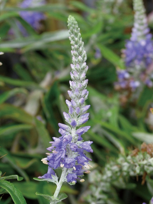 トウテイラン　9cmﾎﾟｯﾄ