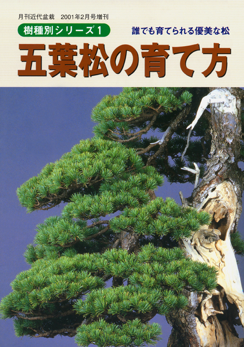 五葉松の育て方