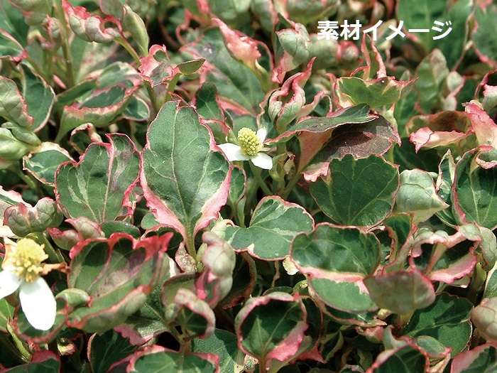 三色斑ドクダミ