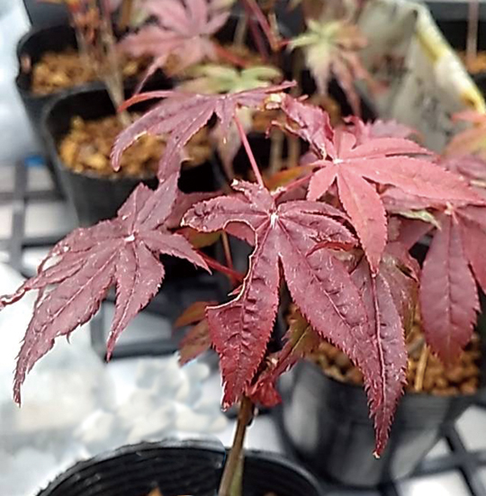 モミジ「赤鴫立沢」