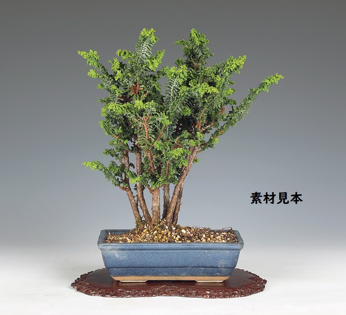 石化桧(寄せ植え)