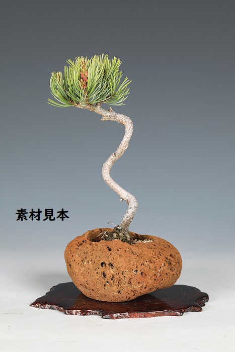 五葉松